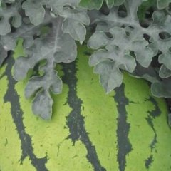 会宁郭城硒砂瓜西瓜