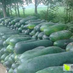 中牟冬瓜品质优良,韩寺姚玉砖诚信合作