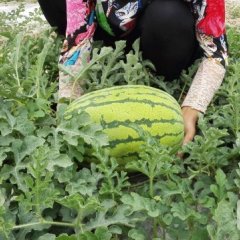 会宁郭城镇扎子原西瓜大量出售，欢迎广大老板