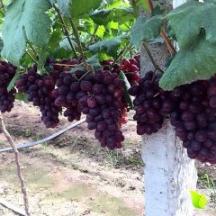 安乡安福7月黑巴拉多葡萄