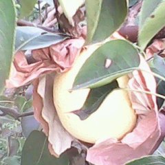 澄城李先生7月酥梨