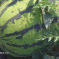 山西应县西农八号西瓜上货量大