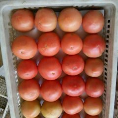 2015东昌府西红柿俏销大江南北