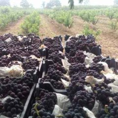 陕西夏黑葡萄价格平稳