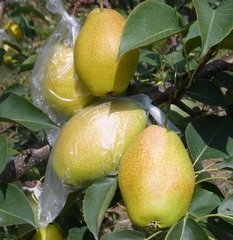 大荔梨产销两旺两宜周建忠诚信合作