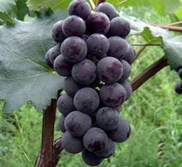 2015年陕西大荔户太八号价格