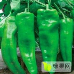 黑龙江绥化辣椒大量上市