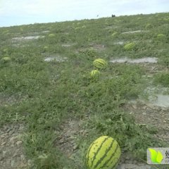 靖远西瓜火热上市高湾乔国飞诚信合作