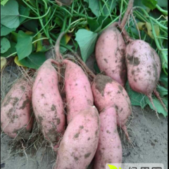 隆尧红薯上货量大南潘张洪亮诚信合作