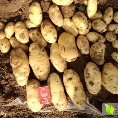 平度土豆 以市场货居多