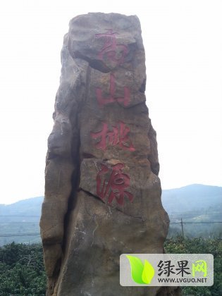 2015年山东昌乐大红袍价格