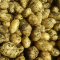 2015平度土豆值得出手