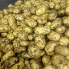 平度张戈綦升田7月荷兰七号土豆