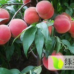 2015大荔毛桃9毛钱价格下跌