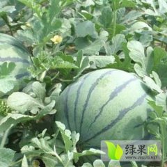 大荔南乌姚晓明5月京欣西瓜