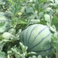 大荔南乌姚晓明5月京欣西瓜