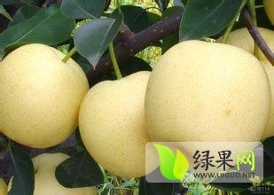 2015砀山梨批发价格 供应.皇冠梨