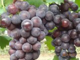 2015东昌府葡萄现在订货有惊喜