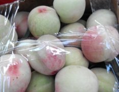 贵港市专业代销各种油桃.黄桃
