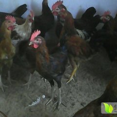 平原鸡是名优特产虻链李勇诚信合作