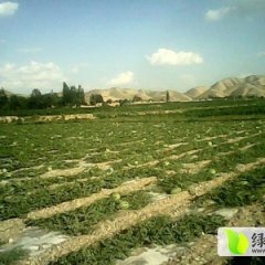 甘肃会宁硒砂瓜西瓜何去何从