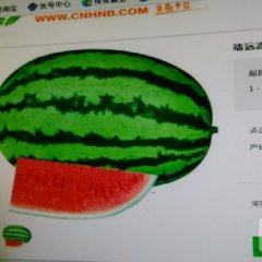 甘肃靖远金城5号西瓜随行就市