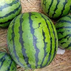 辽宁凌海京欣西瓜香甜可口