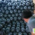 湖北钟祥黑皮无籽西瓜火热上市