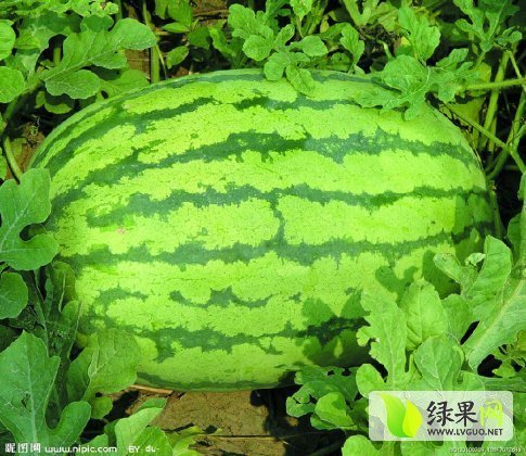 冠龙价格