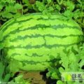 2015钟祥西瓜大量上市
