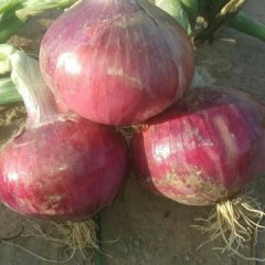 2015靖远洋葱现在订货有惊喜