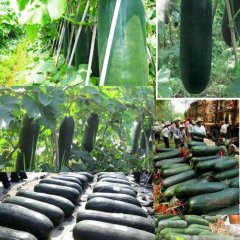 中牟姚家陈哲瀚7月子弹头黑皮冬瓜