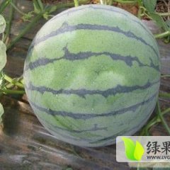 2015北林西瓜质量没得说