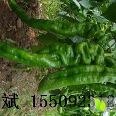 定边207号边斌7月螺丝椒辣椒