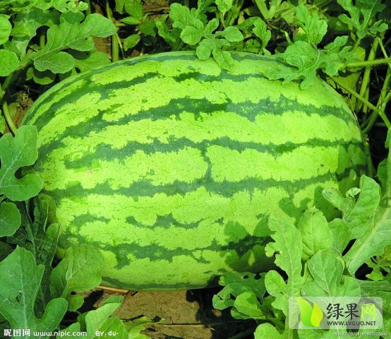 冠龙价格