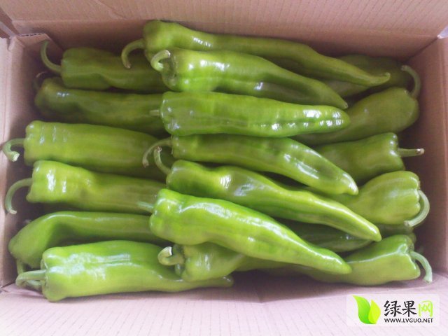 供应:2015应县辣椒今年价格有看点