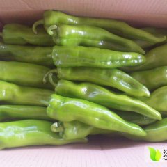 2015应县辣椒今年价格有看点