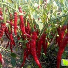 四川三台县二荆条青辣椒大量上市 价格电联