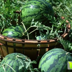 2015任丘西瓜值得出手