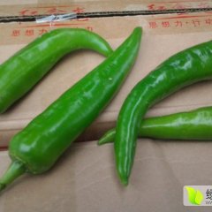 湖北宜城羊角椒辣椒长势旺盛