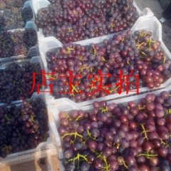 山东郯城巨峰葡萄上货量大
