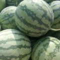 2015太和西瓜抓住商机无限