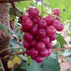 2015偃师葡萄抓住商机无限