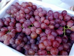 大荔范家8月红提葡萄价格合理