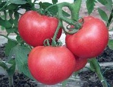 2015喀喇沁旗西红柿今年价格有看点
