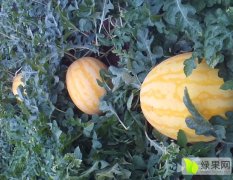 内蒙古库伦旗沙地西瓜杨东升代办