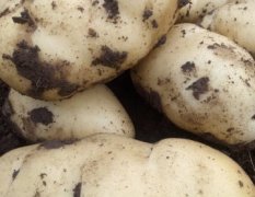 2015喀喇沁旗土豆大量上市，欢迎新老客户订购