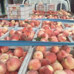 2015沂源蜜桃走过路过不要错过