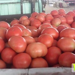 山东岱岳金鹏西红柿长势旺盛