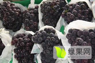 陕西大荔夏黑葡萄早买早赚